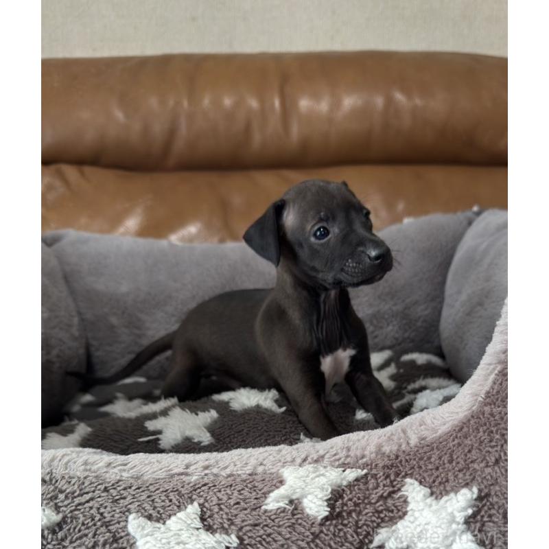 販売中の山梨県のイタリアングレーハウンド(イタグレ)-438430の2枚目