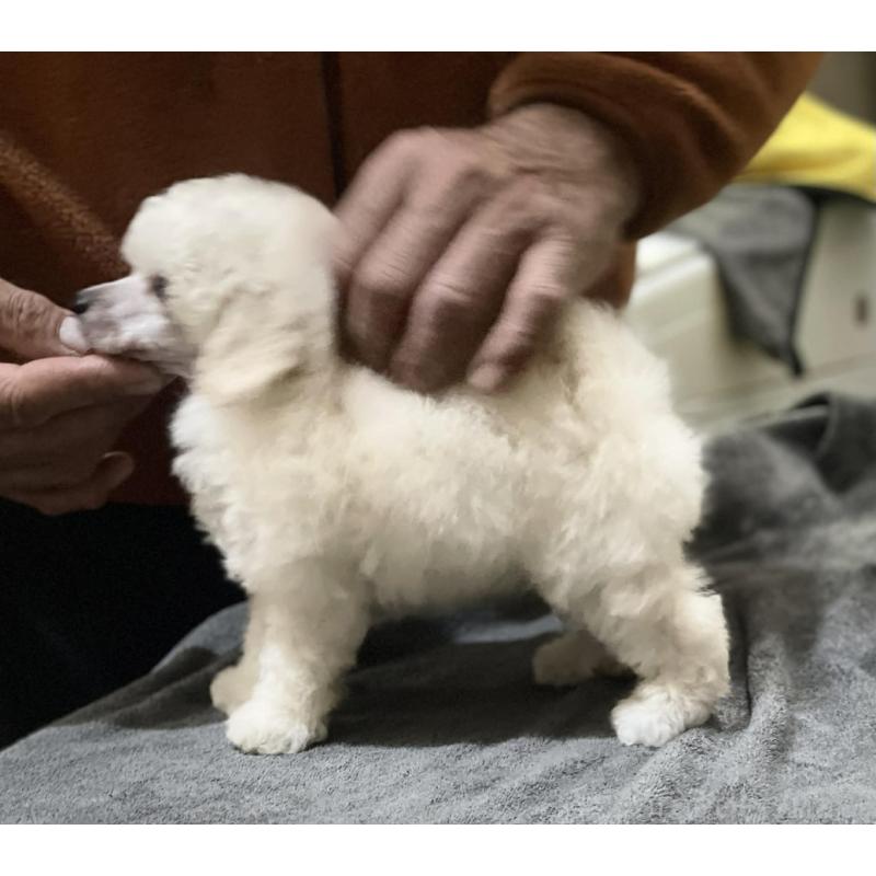 販売中の埼玉県のタイニープードル-438429の3枚目