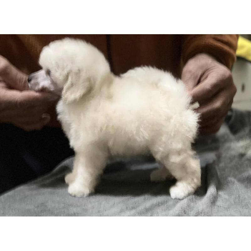 販売中の埼玉県のタイニープードル-438429の2枚目