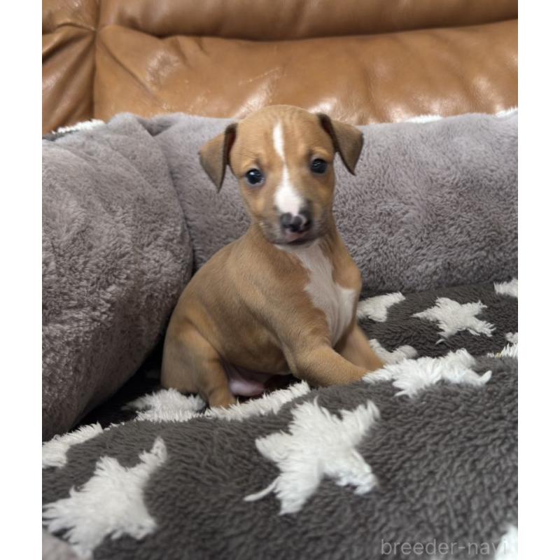 販売中の山梨県のイタリアングレーハウンド(イタグレ)-438432の3枚目