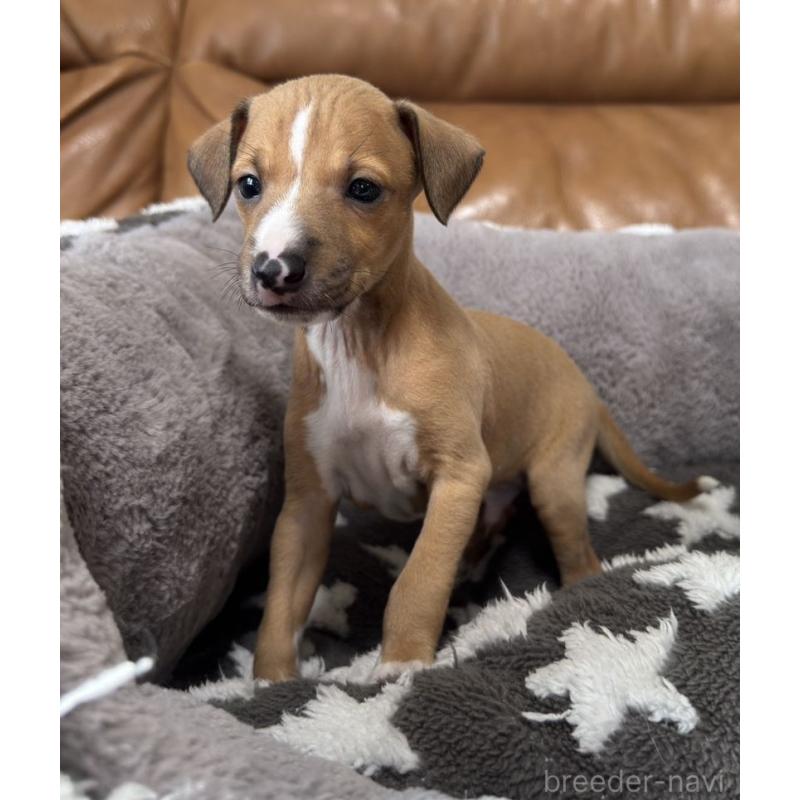 販売中の山梨県のイタリアングレーハウンド(イタグレ)-438432の2枚目