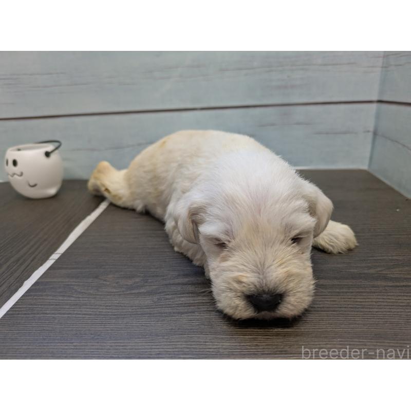 販売中の茨城県のミニチュアシュナウザー-438433の6枚目