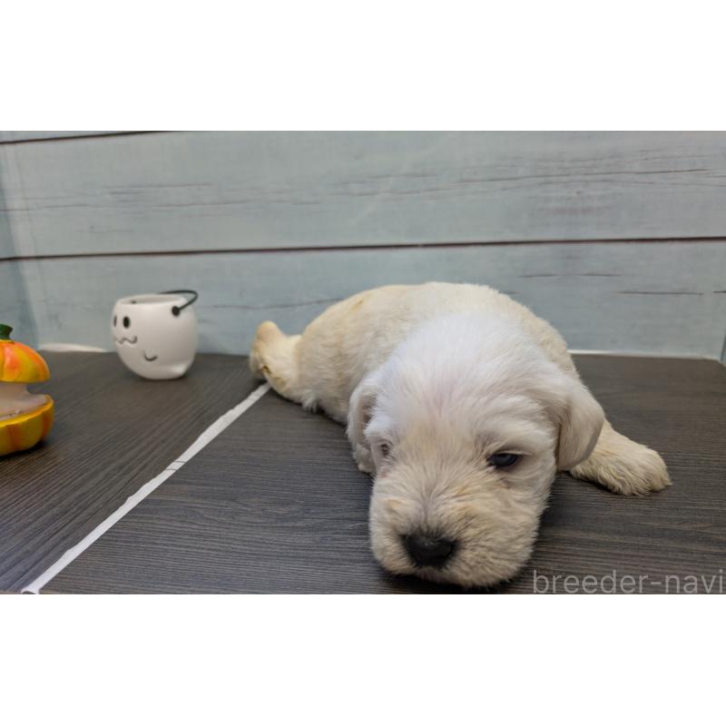 販売中の茨城県のミニチュアシュナウザー-438433の5枚目