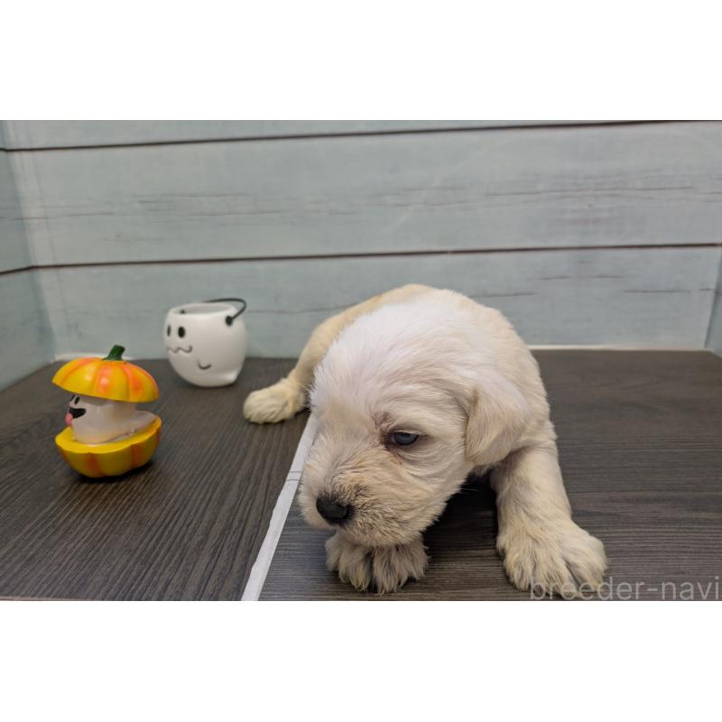 販売中の茨城県のミニチュアシュナウザー-438433の4枚目