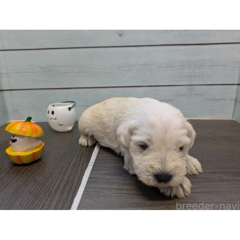 販売中の茨城県のミニチュアシュナウザー-438433の3枚目