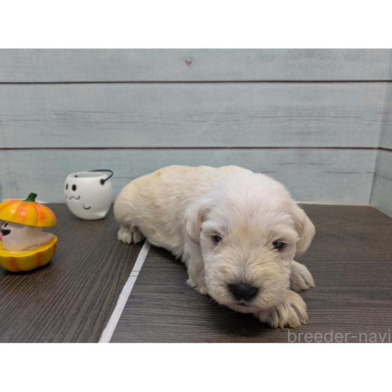 販売中の茨城県のミニチュアシュナウザー-438433の2枚目