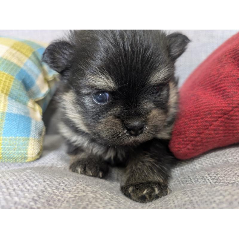 販売中の福岡県のポメラニアン-438435の13枚目