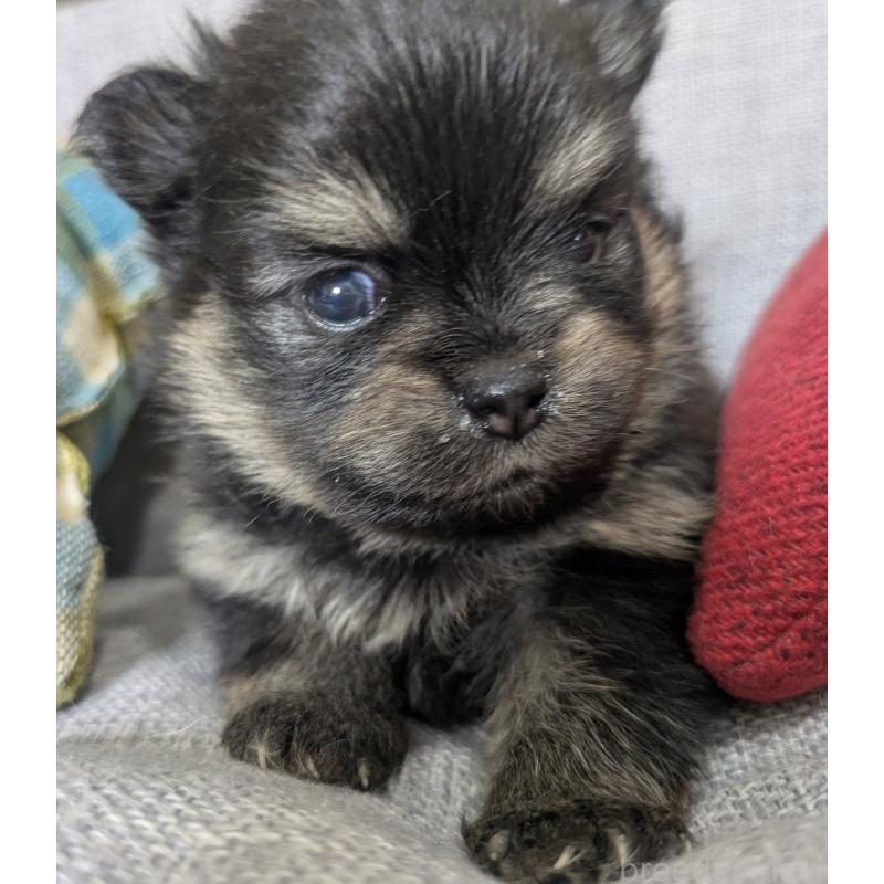 販売中の福岡県のポメラニアン-438435の12枚目