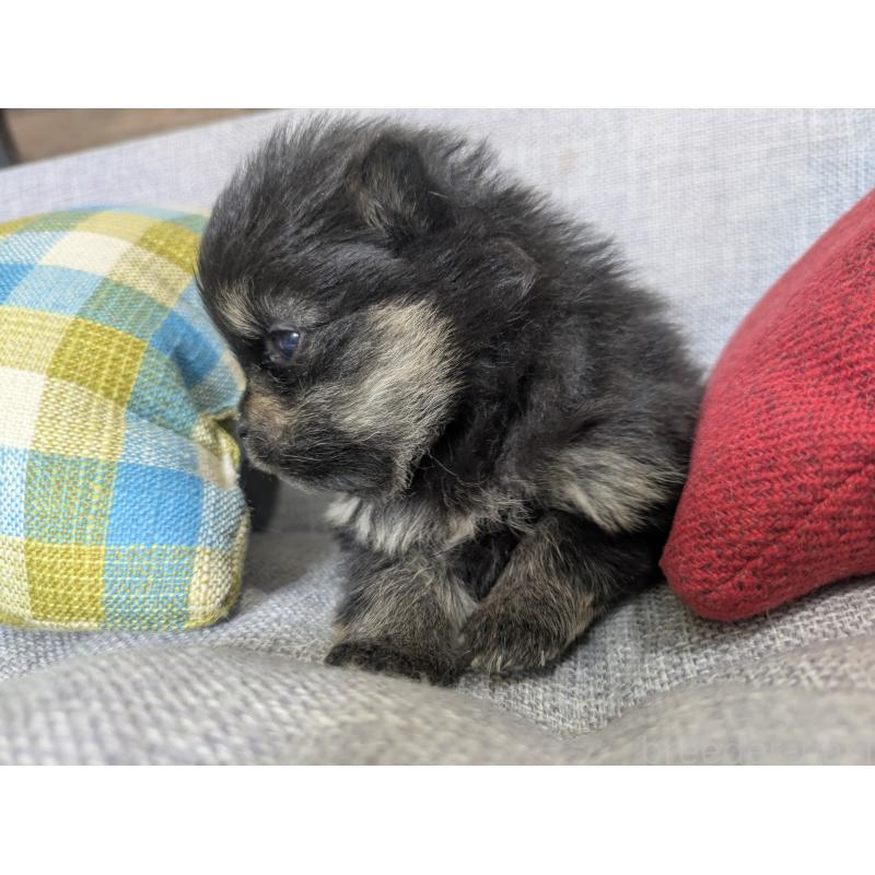 販売中の福岡県のポメラニアン-438435の11枚目