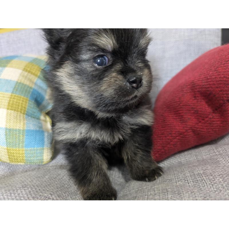 販売中の福岡県のポメラニアン-438435の10枚目