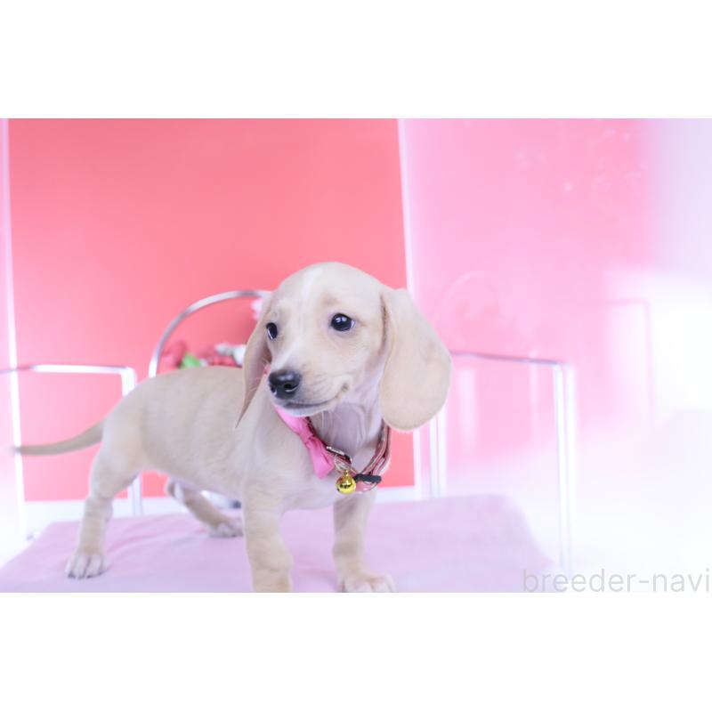 商談中の愛知県のカニンヘンダックスフンド(スムースヘアード)-432036の14枚目