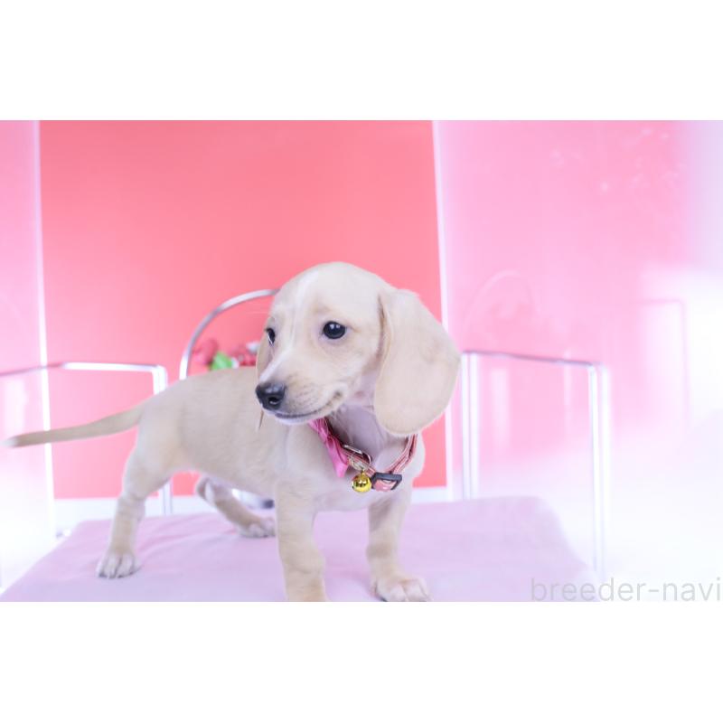 商談中の愛知県のカニンヘンダックスフンド(スムースヘアード)-432036の13枚目