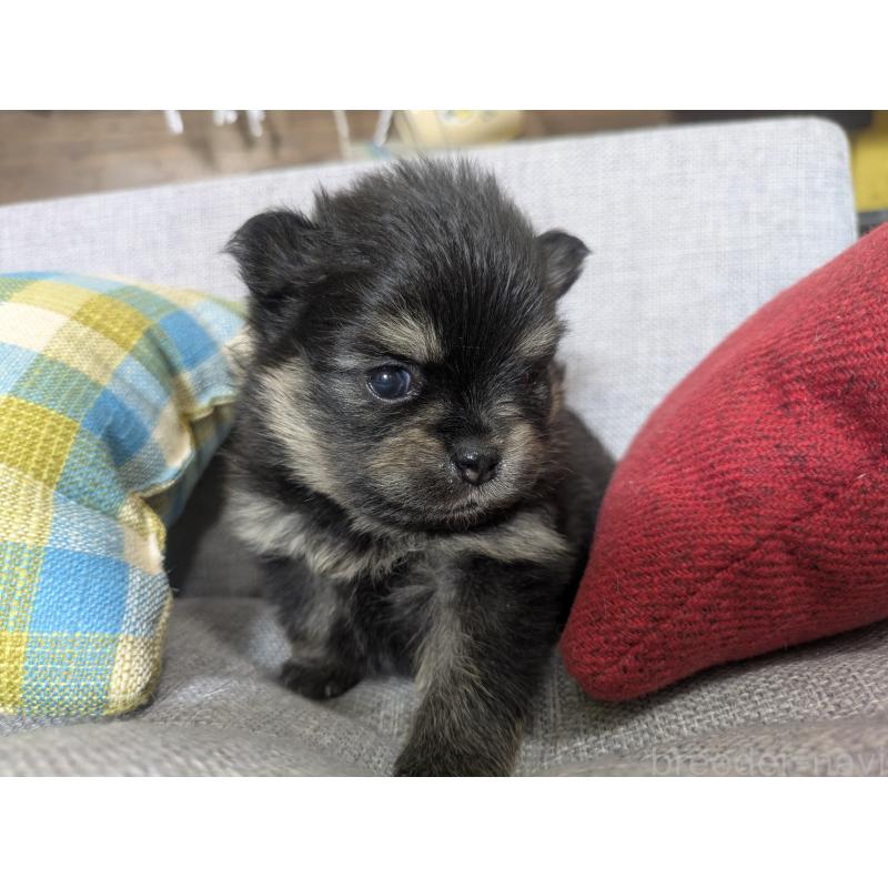 販売中の福岡県のポメラニアン-438435の9枚目