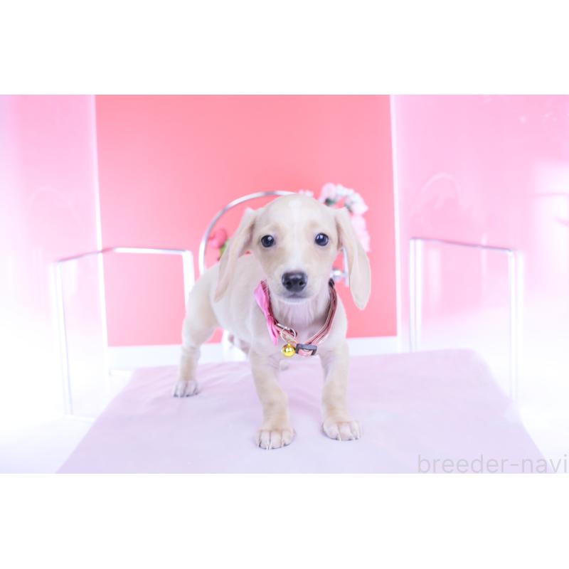 商談中の愛知県のカニンヘンダックスフンド(スムースヘアード)-432036の12枚目