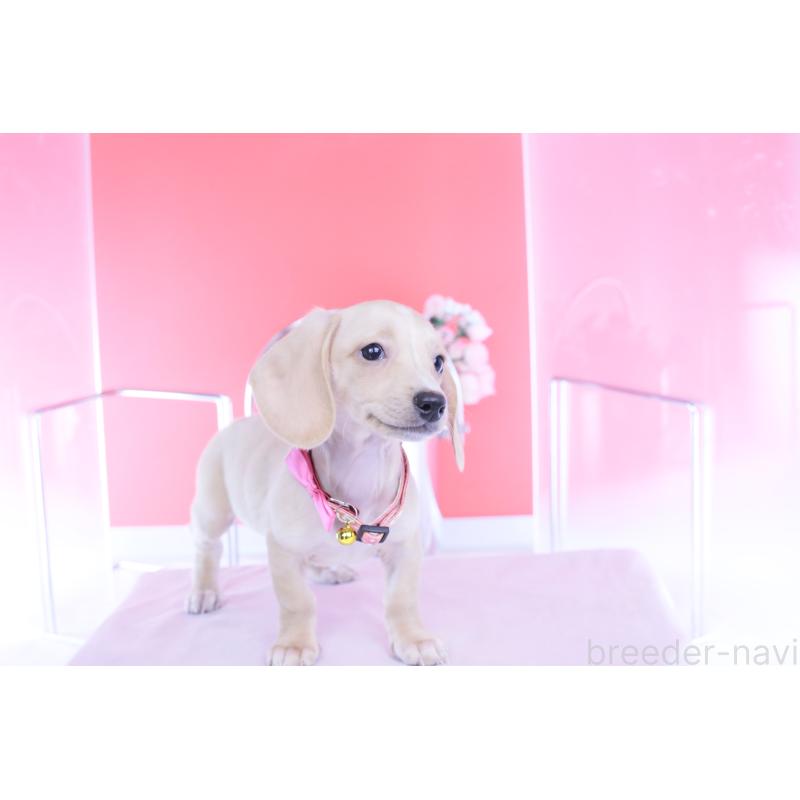 商談中の愛知県のカニンヘンダックスフンド(スムースヘアード)-432036の11枚目