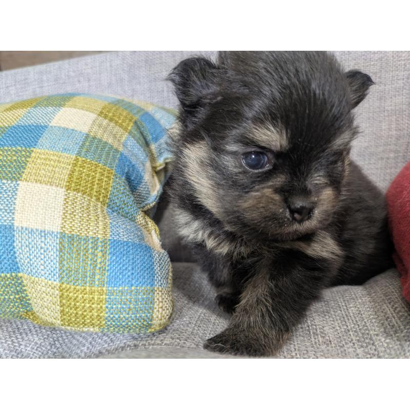 販売中の福岡県のポメラニアン-438435の8枚目