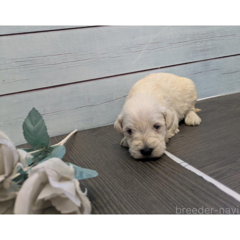 販売中の茨城県のミニチュアシュナウザー-438434の6枚目