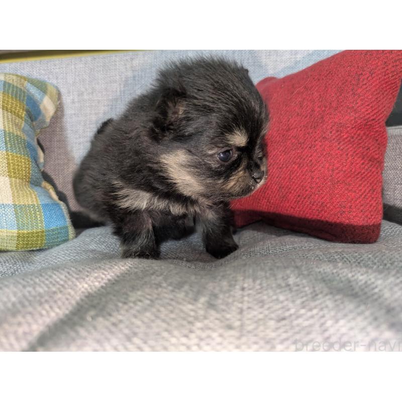 販売中の福岡県のポメラニアン-438435の7枚目