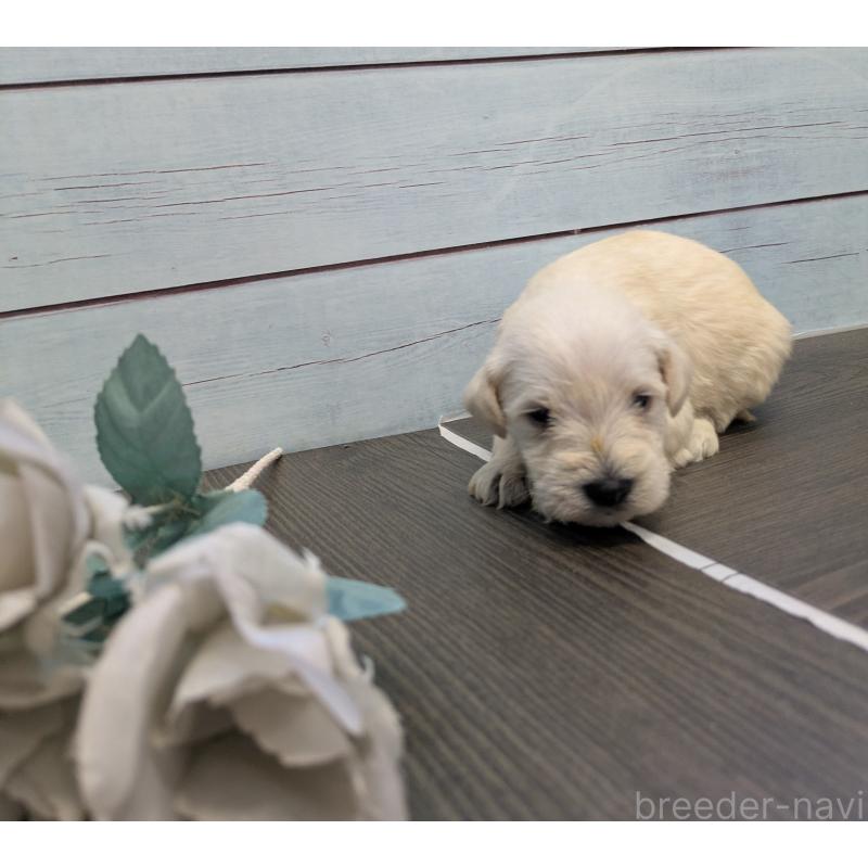 販売中の茨城県のミニチュアシュナウザー-438434の5枚目