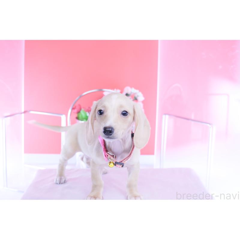 商談中の愛知県のカニンヘンダックスフンド(スムースヘアード)-432036の9枚目