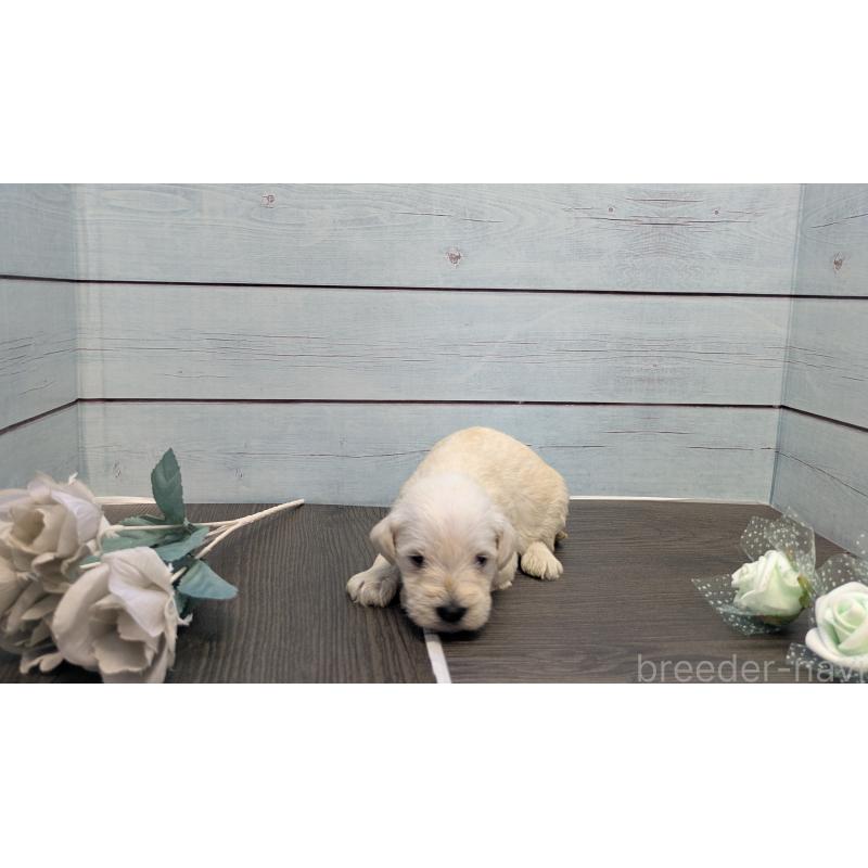 販売中の茨城県のミニチュアシュナウザー-438434の4枚目