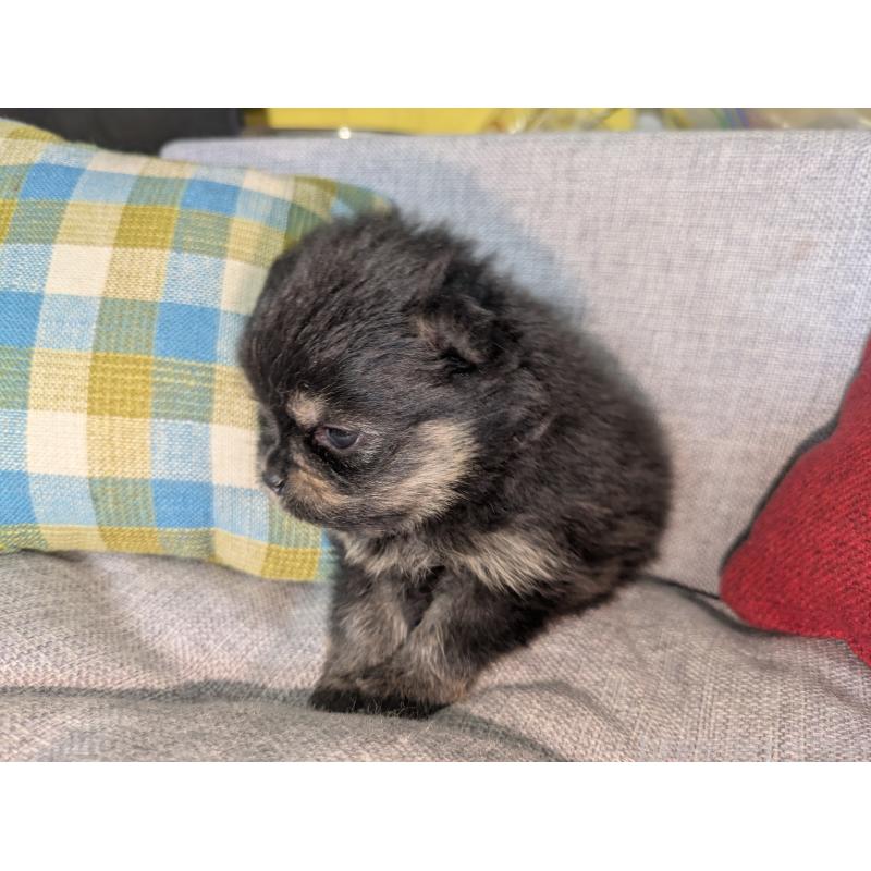 販売中の福岡県のポメラニアン-438435の6枚目