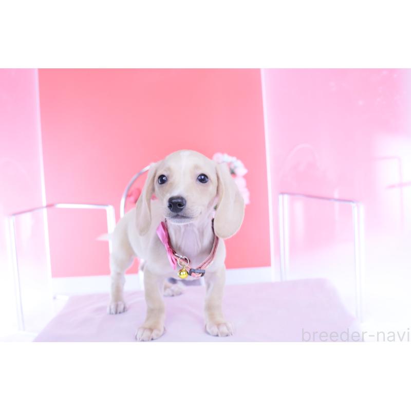 商談中の愛知県のカニンヘンダックスフンド(スムースヘアード)-432036の8枚目