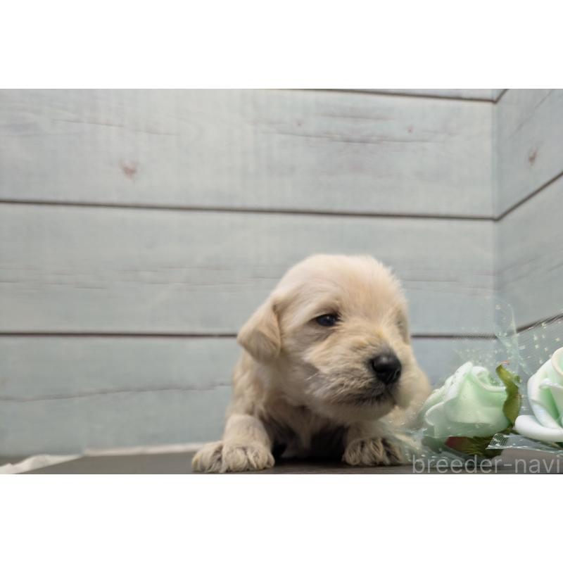 販売中の茨城県のミニチュアシュナウザー-438434の3枚目