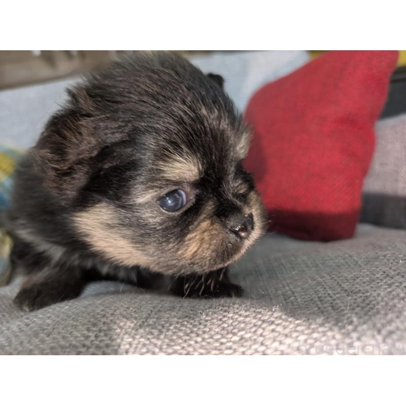 販売中の福岡県のポメラニアン-438435の5枚目