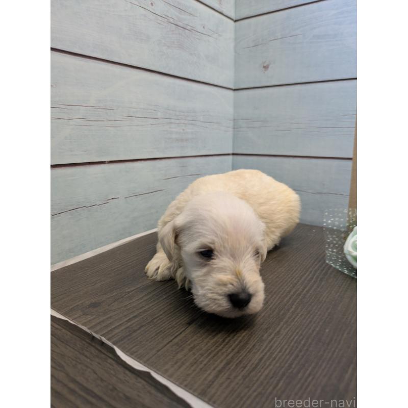 販売中の茨城県のミニチュアシュナウザー-438434の2枚目