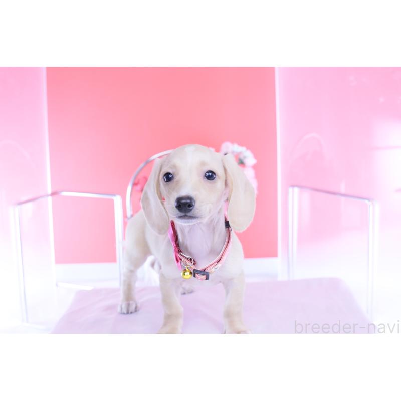 商談中の愛知県のカニンヘンダックスフンド(スムースヘアード)-432036の7枚目