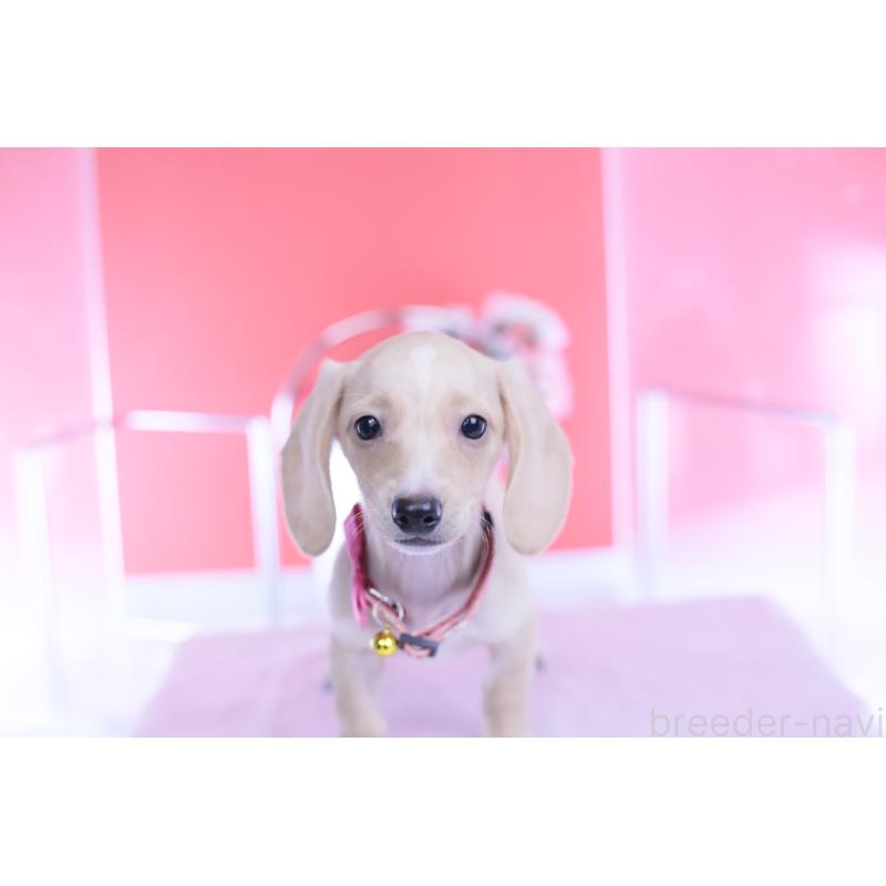 商談中の愛知県のカニンヘンダックスフンド(スムースヘアード)-432036の5枚目