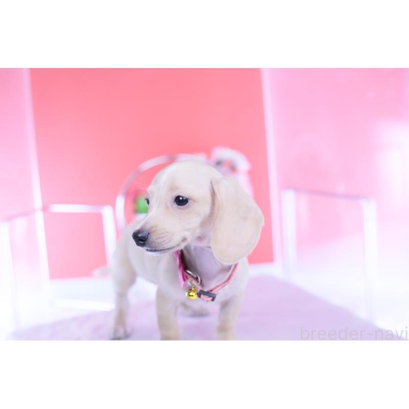 商談中の愛知県のカニンヘンダックスフンド(スムースヘアード)-432036の3枚目