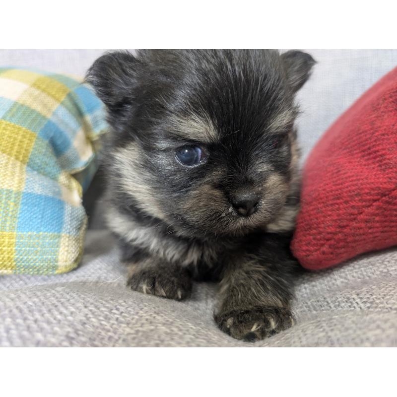 販売中の福岡県のポメラニアン-438435の3枚目