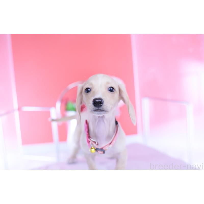 商談中の愛知県のカニンヘンダックスフンド(スムースヘアード)-432036の2枚目