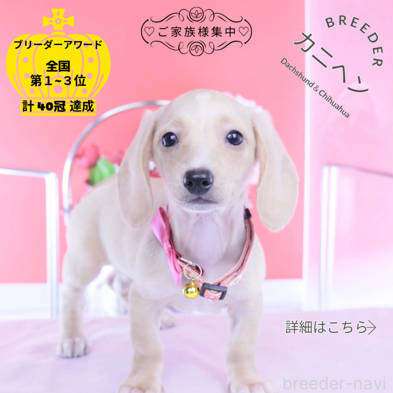 商談中の愛知県のカニンヘンダックスフンド(スムースヘアード)-432036の1枚目