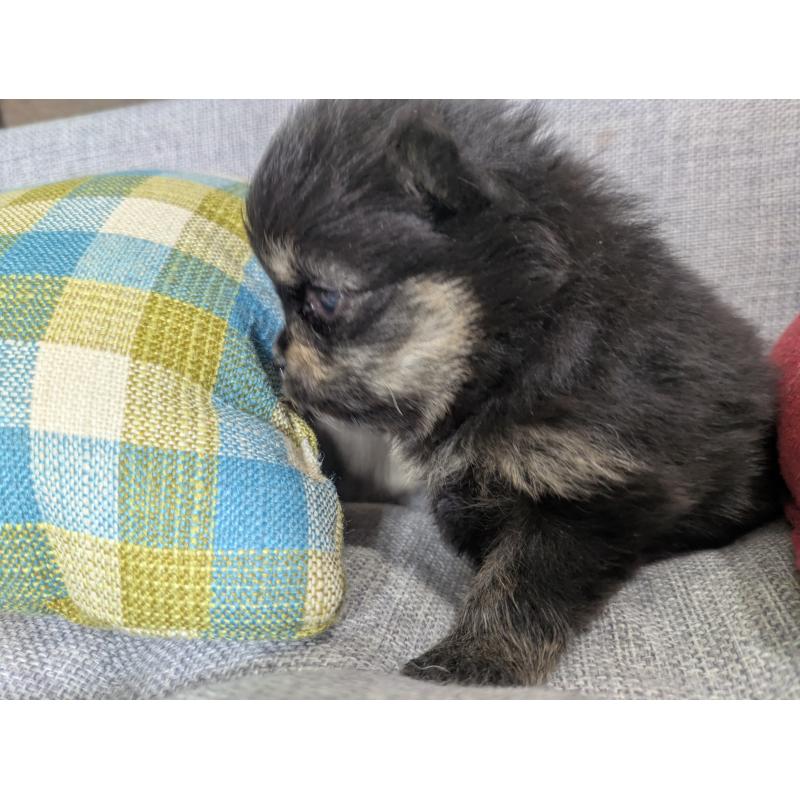 販売中の福岡県のポメラニアン-438435の2枚目