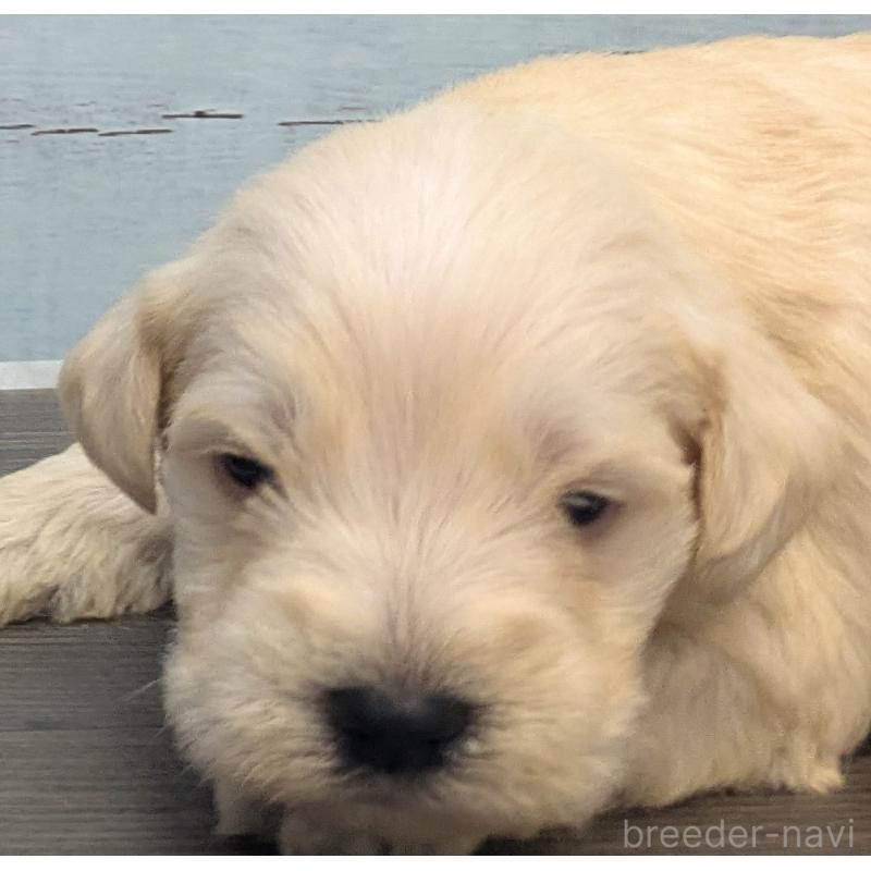 販売中の茨城県のミニチュアシュナウザー-438436の7枚目