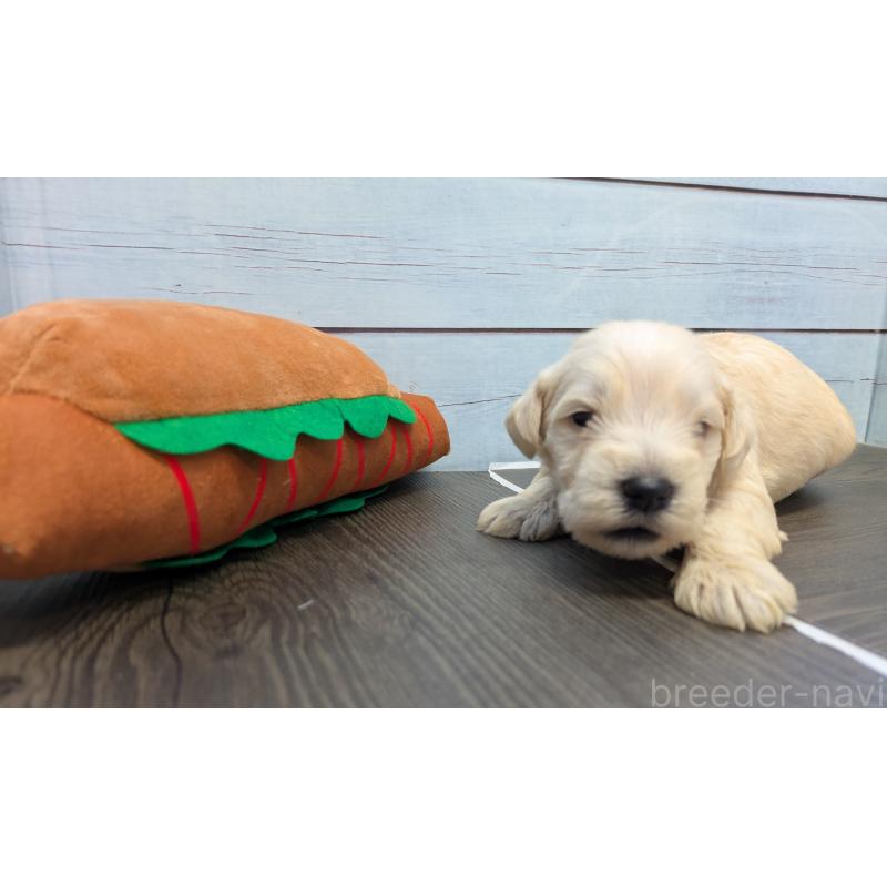 販売中の茨城県のミニチュアシュナウザー-438436の5枚目