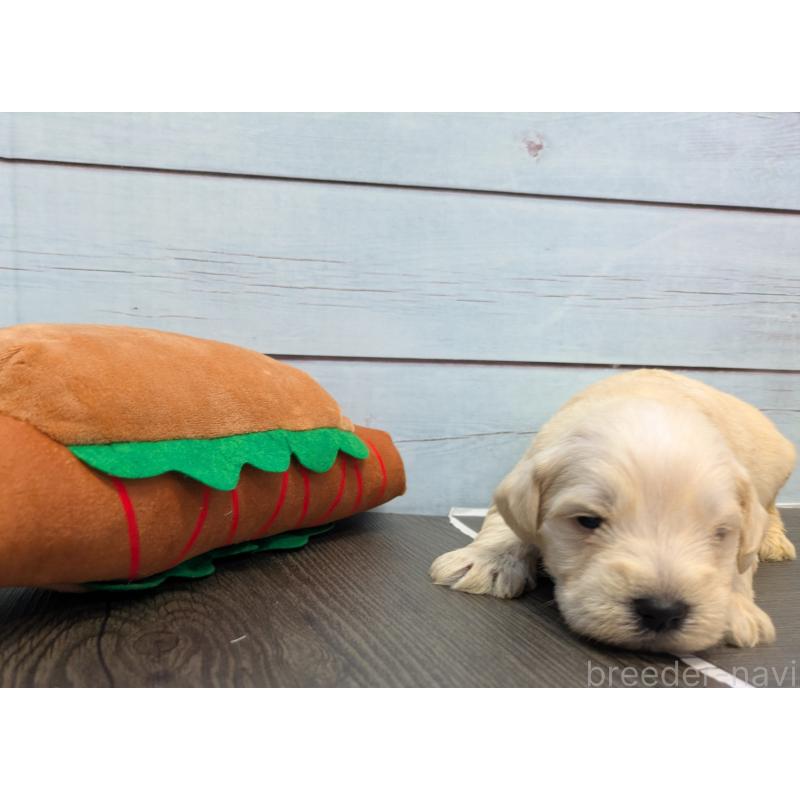 販売中の茨城県のミニチュアシュナウザー-438436の4枚目