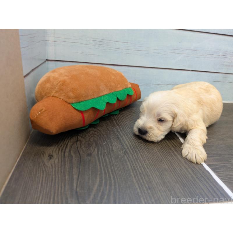 販売中の茨城県のミニチュアシュナウザー-438436の3枚目