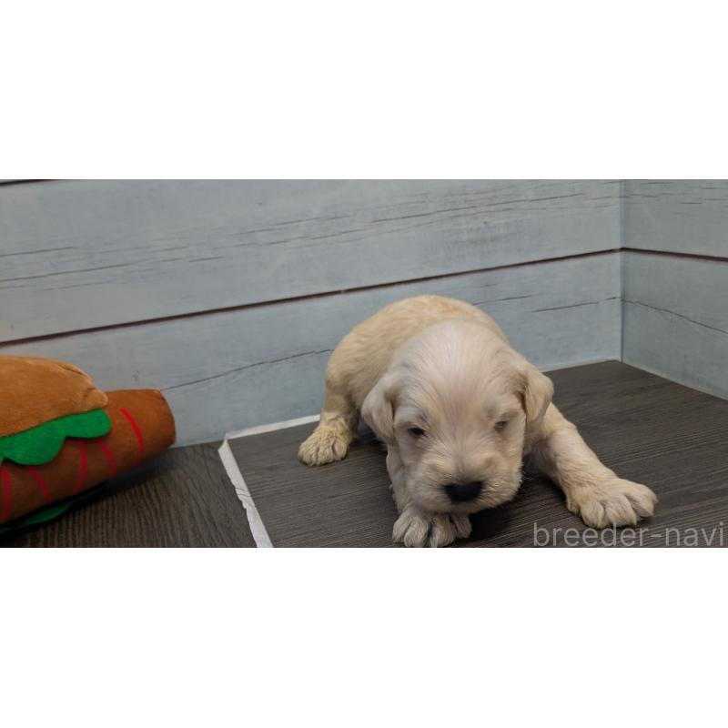 販売中の茨城県のミニチュアシュナウザー-438436の2枚目