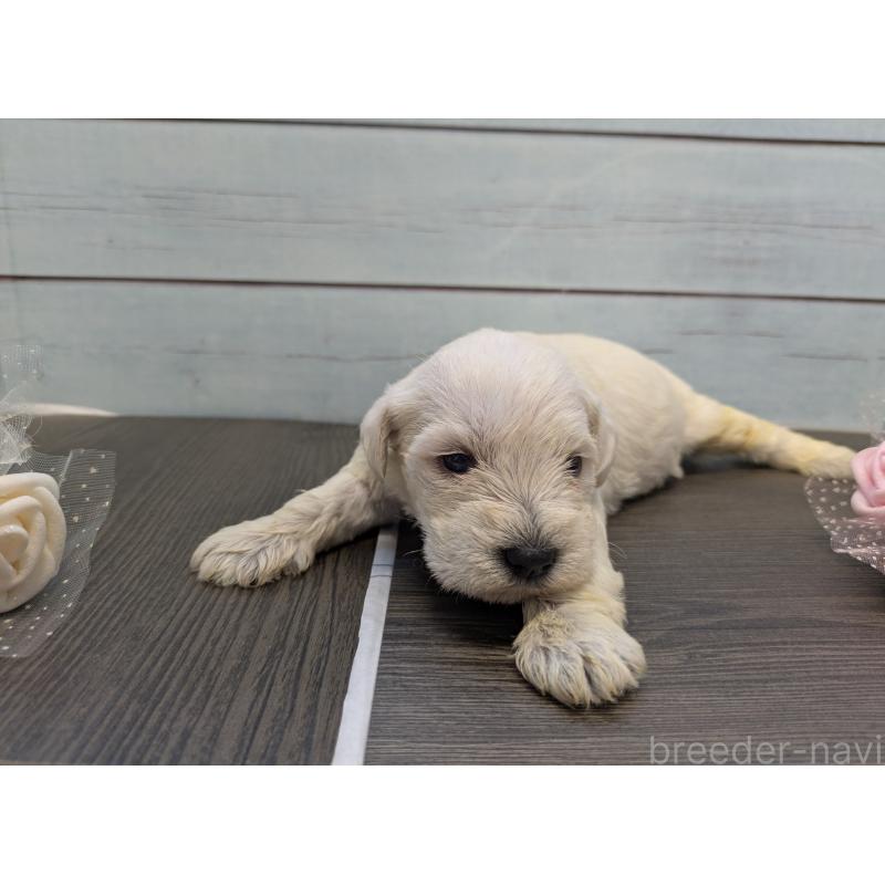 販売中の茨城県のミニチュアシュナウザー-438437の2枚目