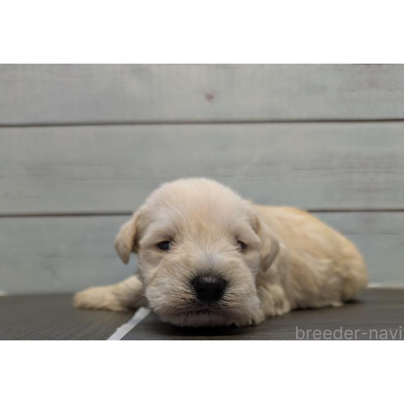 販売中の茨城県のミニチュアシュナウザー-438438の6枚目