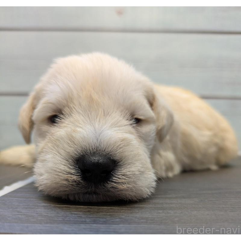 販売中の茨城県のミニチュアシュナウザー-438438の5枚目