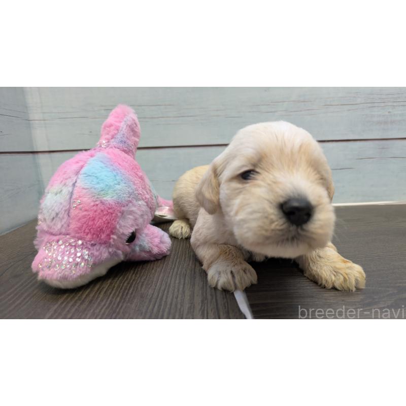 販売中の茨城県のミニチュアシュナウザー-438439の6枚目