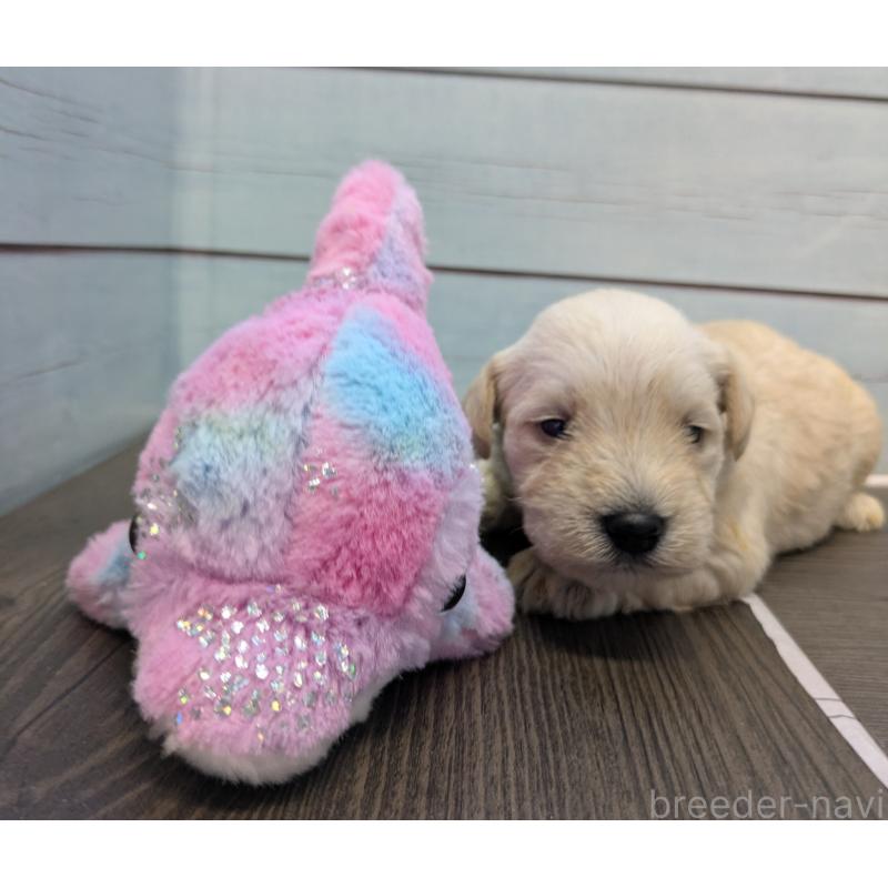 販売中の茨城県のミニチュアシュナウザー-438439の5枚目