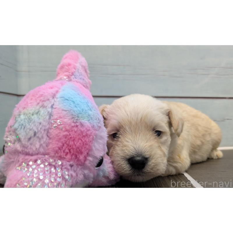 販売中の茨城県のミニチュアシュナウザー-438439の4枚目