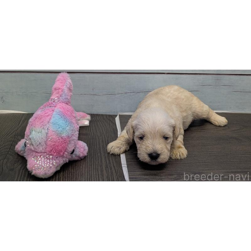 販売中の茨城県のミニチュアシュナウザー-438439の3枚目