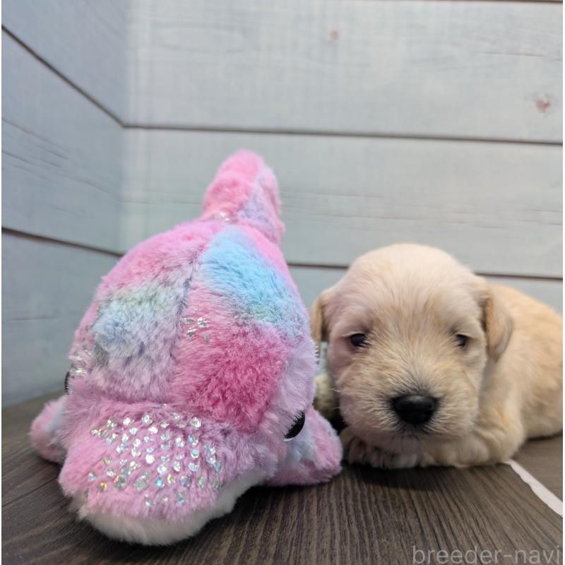 販売中の茨城県のミニチュアシュナウザー-438439の2枚目